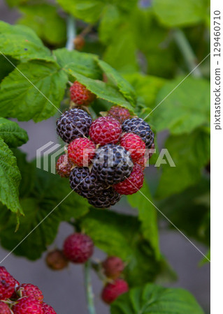 Ripe red raspberries on the branches of a bush. A raspberry patch in the garden 129460710