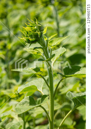 Bright green sunflower bud emerging from lush green foliage in a vibrant field during sunny daytime 129460715