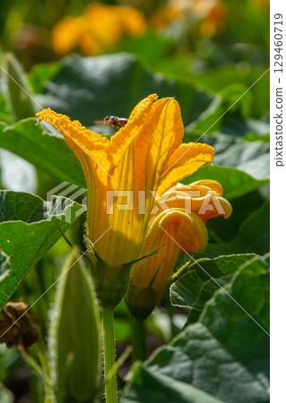 Bright orange squash blossoms bloom in a garden, attracting pollinators on a sunny day 129460719