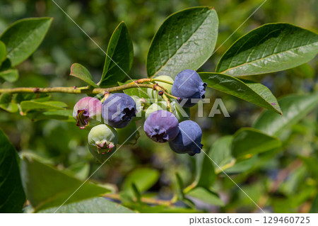 A vibrant blue huckleberry bush displaying clusters of ripening blueberries in a well-tended garden 129460725