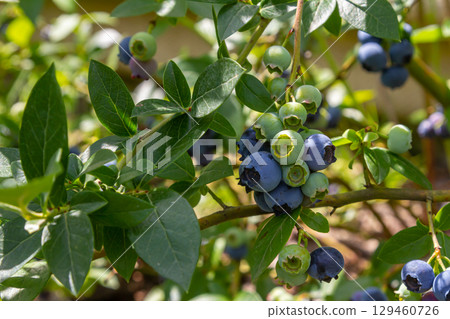 A vibrant blue huckleberry bush displaying clusters of ripening blueberries in a well-tended garden 129460726