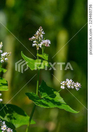 Flowering Buckwheat Field. Buckwheat Growing On The Field Flowering Buckwheat Field. Buckwheat Growing On The Field 129460736