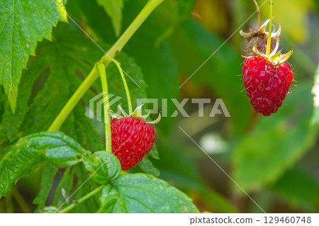 Ripe red raspberries on the branches of a bush. A raspberry patch in the garden 129460748