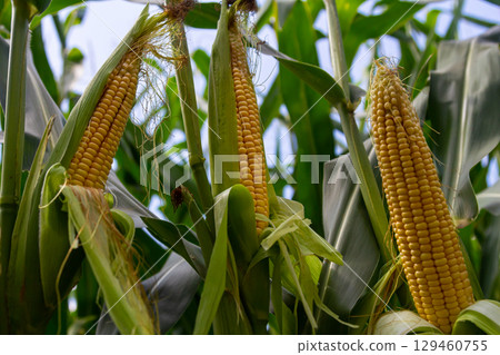 Corn cobs in corn farming fields during the harvest season can be used for roasted corn or staple food 129460755