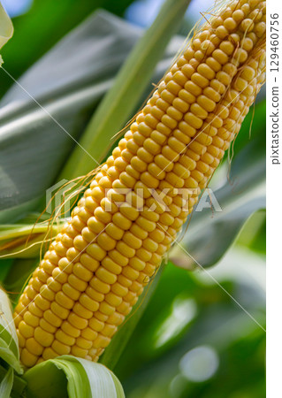 Corn cobs in corn farming fields during the harvest season can be used for roasted corn or staple food 129460756