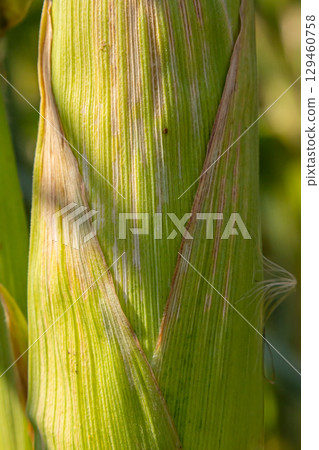 Corn cobs in corn farming fields during the harvest season can be used for roasted corn or staple food Corn cobs in corn farming fields during the harvest season can be used for roasted corn or staple food 129460758