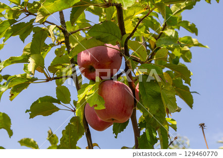 Fresh red apples hang from branches against a clear blue sky in an orchard during late summer harvesting season 129460770
