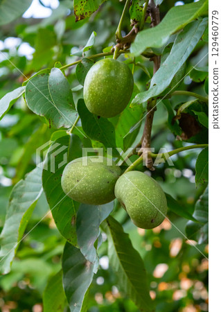 walnut tree, growing walnut in shell on branch, summer trees, green leaves, walnuts in peel 129460779