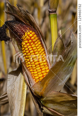 Corn cobs in corn farming fields during the harvest season can be used for roasted corn or staple food 129460782