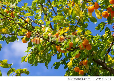 Bright orange fruits hang from branches under a clear blue sky in a lush garden during the warm afternoon sun 129460784