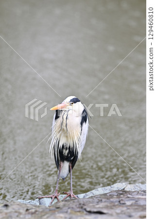 Gray heron Gray heron 129460810
