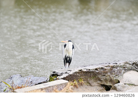 Gray heron 129460826