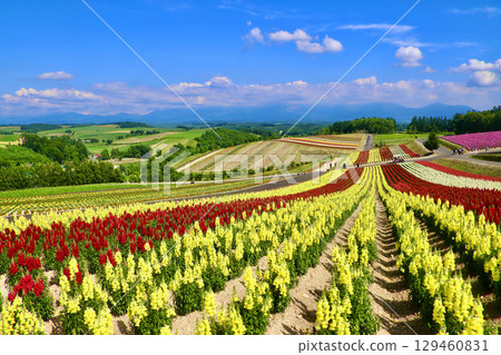 四季彩之丘(北海道上川郡美瑛町) 四季彩之丘(北海道上川郡美瑛町) 129460831