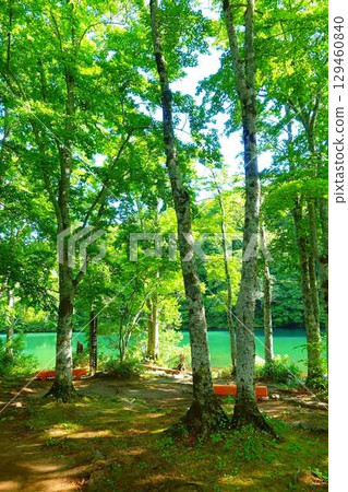 多科沼澤藏王鮮綠 129460840