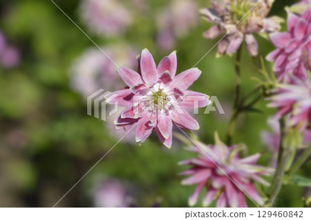 Columbine Nora Barlow Columbine Nora Barlow 129460842