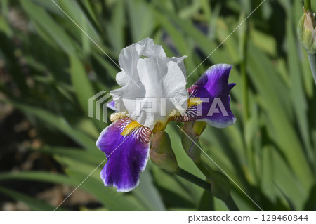 Tall bearded iris Wabash Tall bearded iris Wabash 129460844