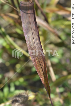 Bulrush millet 129460847