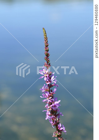 Purple loosestrife Purple loosestrife 129460880