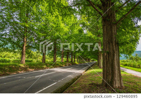 滋賀縣高島市牧野町一排水杉 129460895