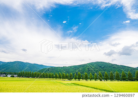 滋賀縣高島市牧野町的水杉樹和稻田 滋賀縣高島市牧野町的水杉樹和稻田 129460897