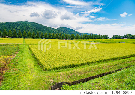 Metasequoia trees and rice fields in Makino Town, Takashima City, Shiga Prefecture 129460899