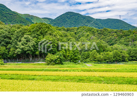 滋賀縣高島市牧野町寧靜的田園風光 129460903