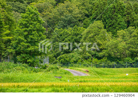 滋賀縣高島市牧野町寧靜的田園風光 滋賀縣高島市牧野町寧靜的田園風光 129460904