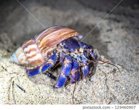 Land hermit crab (Amami Oshima, Kagoshima Prefecture) 129460907