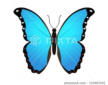 Beautiful winged insect butterfly icon with blue and black morpho wings outspread Beautiful winged insect butterfly icon with blue and black morpho wings outspread 129461042