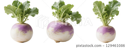 現實的蘿蔔插圖 129461086