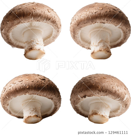 各種蘑菇 各種蘑菇 129461111