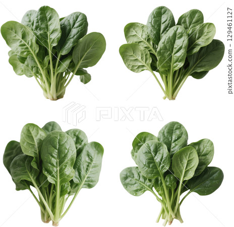 現實的菠菜 129461127