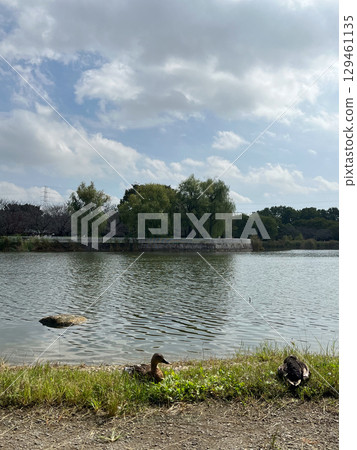 Friendly ducks in a park pond [October] Pond Landscape with Ducks 129461135
