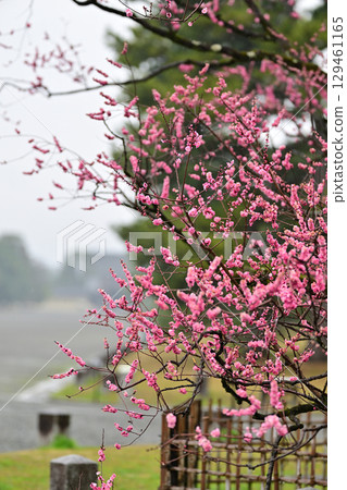 The plum forest of Kyoto gyoen 129461165