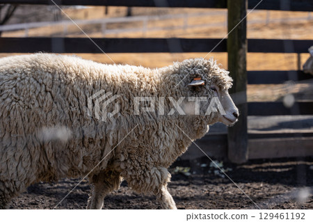 毛茸茸的綿羊漫步 毛茸茸的綿羊漫步 129461192