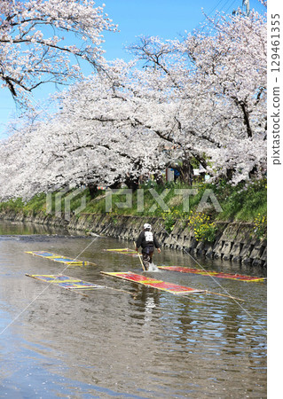 櫻花，岩倉市，櫻花節，五條川，愛知縣 129461355