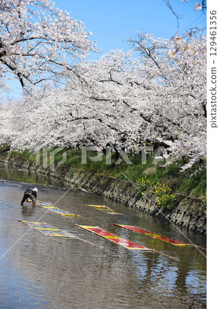 櫻花,岩倉市,櫻花節,五條川,愛知縣 櫻花,岩倉市,櫻花節,五條川,愛知縣 129461356