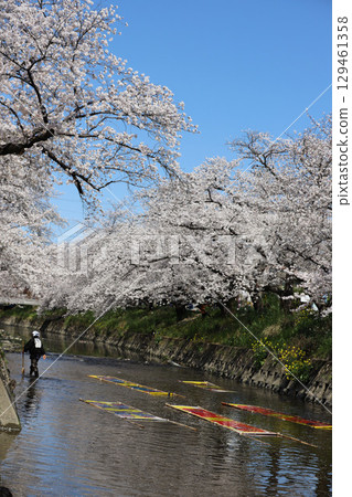 Cherry blossoms, Iwakura City, Cherry Blossom Festival, Gojo River, Aichi Prefecture 129461358
