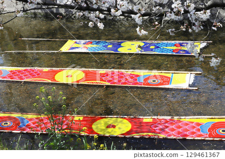 Cherry blossoms, Iwakura City, Cherry Blossom Festival, Gojo River, Aichi Prefecture Cherry blossoms, Iwakura City, Cherry Blossom Festival, Gojo River, Aichi Prefecture 129461367