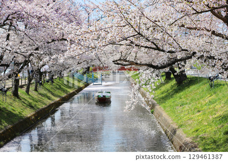 大口町櫻花節 五條川櫻花線 大口町櫻花節 五條川櫻花線 129461387