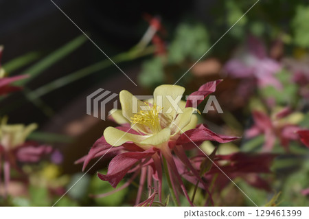 Columbine flower 129461399