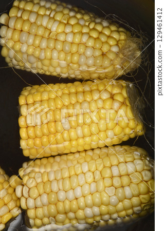 Raw corn cobs partially submerged in water 129461412