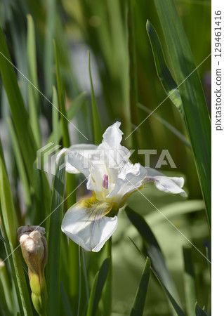 Siberian iris Not Quite White 129461416