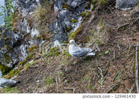 Landscape of the mountain park Ruskeala in the Republic of Karelia Landscape of the mountain park Ruskeala in the Republic of Karelia 129461430