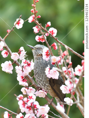 Starlings and plum blossoms 129461534