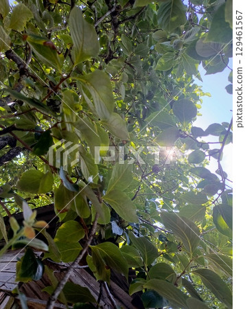 Persimmon tree canopy from a low-angle view in a natural style in green and yellow colors representing summer, growth, and nature with copy space 129461567