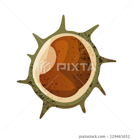 Chestnut plant seed. Vector cartoon nut with shell. Autumn vegetarian snack ingredient or organic food element. Edible garden harvest or forest, wood earthy wildlife. Botanical cuisine symbol. Botany. 129461652
