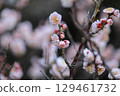 梅花告訴春天 129461732