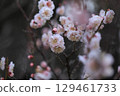 清晨陽光下的梅花 129461733