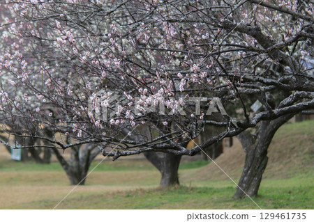 梅花告訴春天 129461735